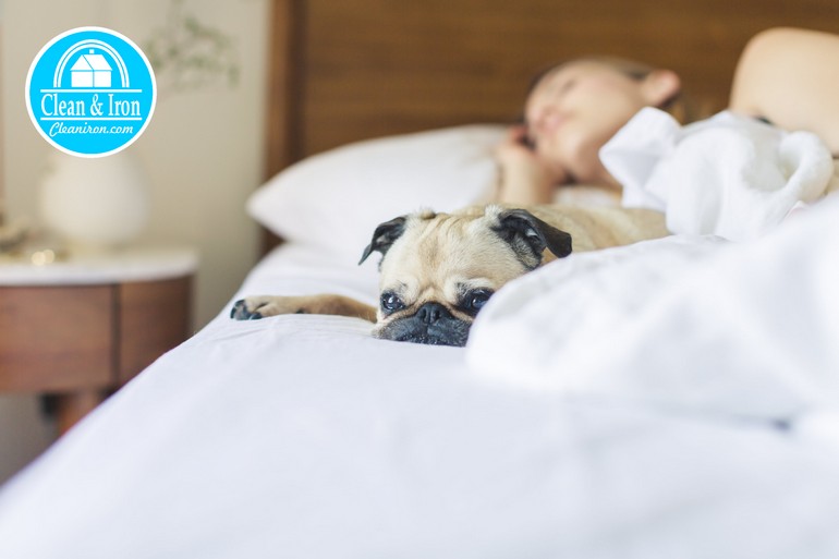 dormir amb mascotes empresa pet friendly