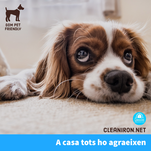 Pet Friendly Clean and iron pet friendly a Barcelona
