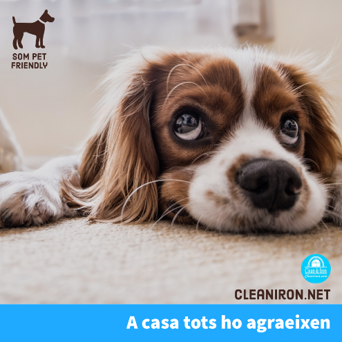Clean and iron pet friendly a Barcelona